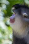 Asia-China-Tacheng-Yunnan Black Snub-Nosed Monkey Art Print
